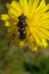 Ferdinandea cuprea