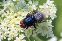 Protocalliphora azurea