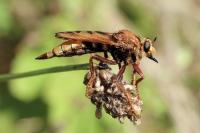 Asilus crabroniformis