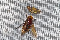 Volucella zonaria