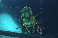 Eristalis tenax