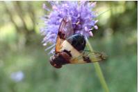 Volucella pellucens
