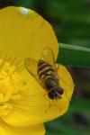 Syrphus ribesii