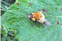 Sericomyia superbiens