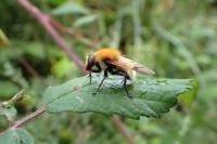 Sericomyia superbiens