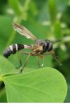 Physocephala rufipes