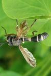Physocephala rufipes