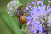 Rhingia campestris