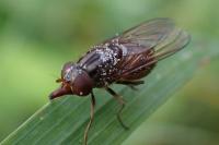 Rhingia campestris