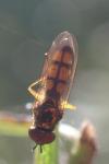 Melanostoma mellinum
