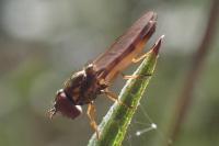 Melanostoma mellinum