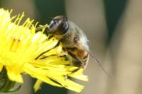 Eristalis tenax