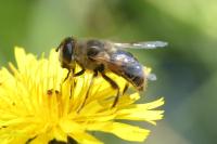 Eristalis tenax