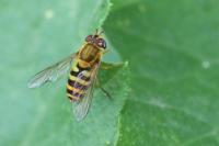 Syrphus ribesii