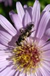 Syritta pipiens