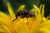 Stomorhina lunata