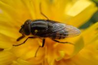 Stomorhina lunata
