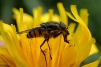 Stomorhina lunata