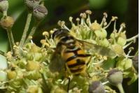 Myathropa florea