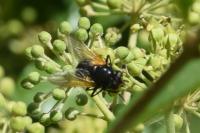 Mesembrina meridiana
