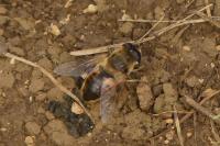 Eristalis tenax