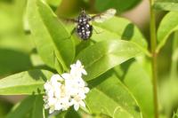 Bombylella atra