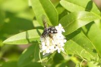 Bombylella atra