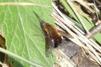 Bombylius discolor