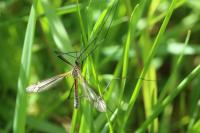 Tipula vernalis