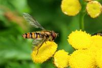 Episyrphus balteatus