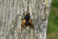 Mesembrina meridiana