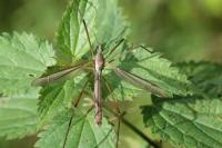 Tipula paludosa