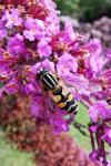 Helophilus trivittatus