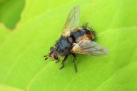 Tachina fera