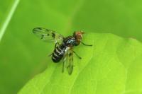 Otites porcus