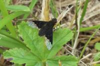 Hemipenthes morio