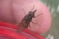 Rhingia