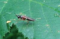Imantimyia albiseta