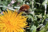 Bombylius major