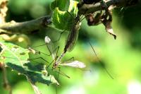 Nephrotoma appendiculata