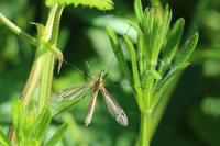 Tipula vernalis