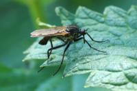 Empis tessellata