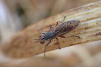 Hydromya dorsalis