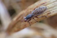 Hydromya dorsalis