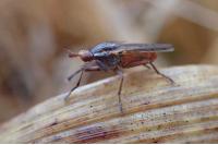 Hydromya dorsalis