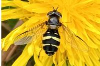 Dasysyrphus tricinctus