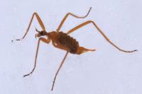 Chionea lutescens
