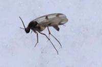 Mycetophila