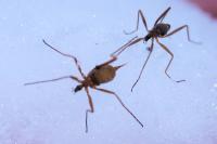 Chionea lutescens