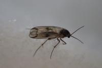 Mycetophila